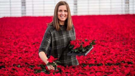 Gärtnerin in einem Meer von Weihnachtsternen