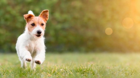 Kleiner Hund tollt bei Sonnenschein über eine Wiese