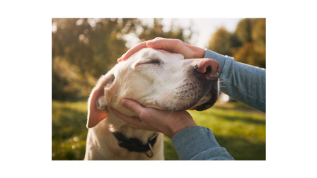 Nahaufnahme des Kopfes eines hellen Hundes, dessen Kopf von oben und unten von zwei Händen einer Person gehalten werden