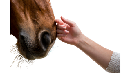 Seitliche Aufnahme einer rechten Hand einer Person, die auf dem Kopf eines braunen Pferdes liegt auf weißem Hintergrund