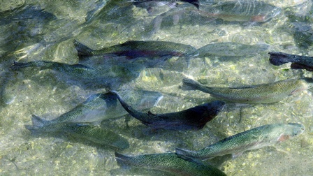 Blick von oben auf einen Schwarm Fische in flachem Gewässer