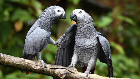 Zwei Graupapageien sitzen auf einem Ast und blicken sich in die Augen, ein Papagei erhebt seinen Fuß, im Hintergrund zeigt sich ein grünes Bokeh aus Blättern