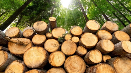 Frontalansicht von gestapelten Baumstämmen im Wald