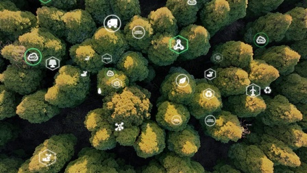 Top-Shot eines Waldes mit vielen, dicht nebeneinander stehenden Bäumen mit grünen Blättern. Darüber sind verschiedene Symbole in Kreisen gelegt, zum Beispiel Windräder, ein LKW, ein Blatt, eine Sonne, eine Solaranlage