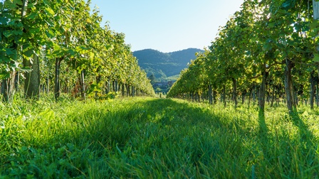 Ein grüner Weingarten mit grünem Gras und einem Berg im Hintergrund
