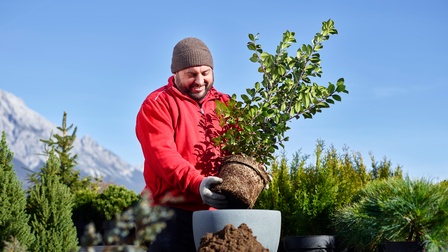 Ein Mann topft einen Strauch um. Im Hintergrund blauer Himmel und viele Topfpflanzen