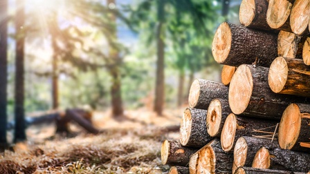 Holzindustrie Sägeindustrie Baum Wald 