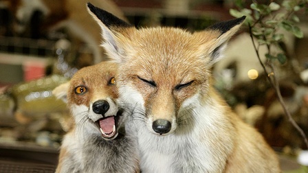 ausgestopfte Füchse
