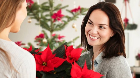 Weihnachtsstern wird als Geschenk überreicht, 2 Frauen