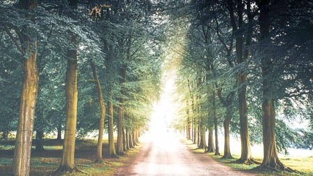 Waldweg umsäumt von Laubbäumen, am Ende Lichtung mit Menschen in Sicht