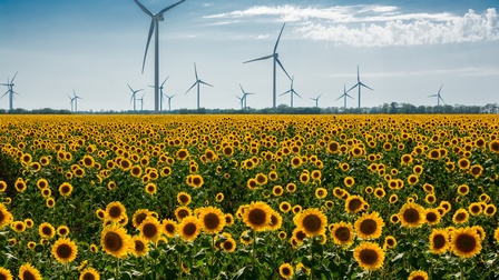 Feld blühender Sonnenblumen, im Hintergrund zahlreiche Windräder