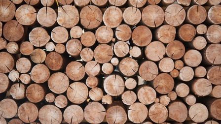 Abgesägte Baumstämme gestapelt