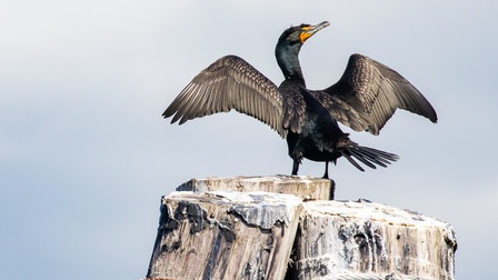 Dunkler Vogel in Rückenansicht, der auf Baumstumpf steht und seine Flügel zur Seite ausbreitet