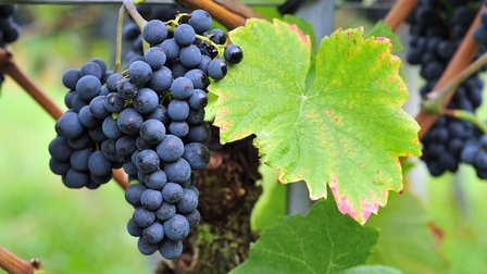 Detailansicht dunkelblauer Weintrauben auf Rebe hängend und Blatt der Pflanze