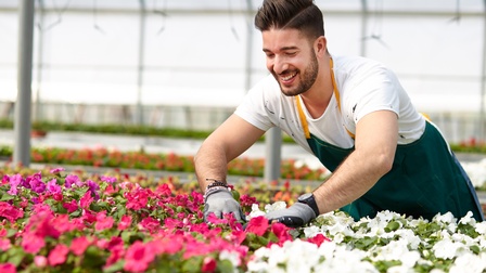 Lächelnde Person in Schürze und mit Handschuhen beugt sich über Tisch mit Blumenstecklingen, im Hintergrund verschwommen weitere Tische mit Stecklingen in Gewächshaus