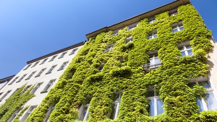 Blick von unten auf eine begrünte Fassade eines Gebäudes. Die Fenster des Gebäudes sind freigelassen. Das Gebäude links daneben ist teilweise begrünt. Der Himmel ist blau