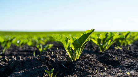 Nahaufnahme von einer Zuckerrübenpflanze, die auf einem Feld heranwächst
