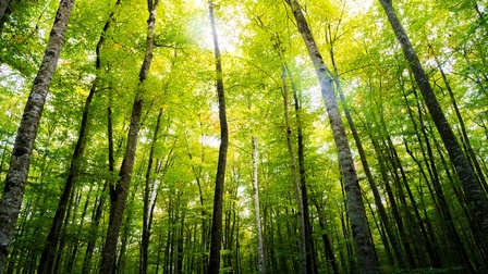 Waldstimmung mit Lichteinfall
