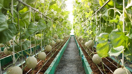 Industrieller Anbau von Zuckermelonen, indem sie an parallel zum Boden ausgerichteten Streben mit einem Seil verbunden werden