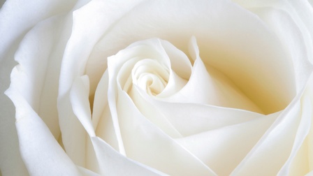 Nahaufnahme einer weißen Rose