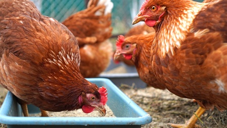 Braune Hühner neben- und hintereinander stehend, eines in blauem Behältnis stehend und Futter pickend, im Hintergrund verschwommen Maschendrahtzaun