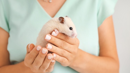 Hamster mit hellem Fell wird von Händen einer Person mit türkiser Bluse gehalten