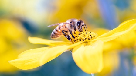 Detailaufnahme einer Biene auf einer gelben Blume