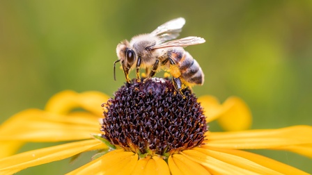 Biene auf einer Blume in der Detailaufnahme, Makro