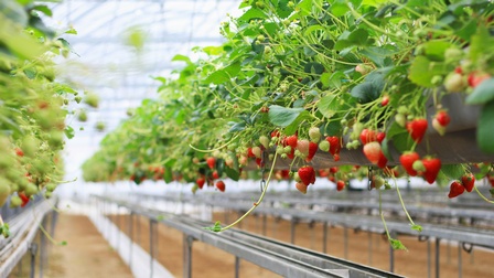 In einem Gewächshaus wachsen viele Erdbeeren erhöht auf Metallstangen