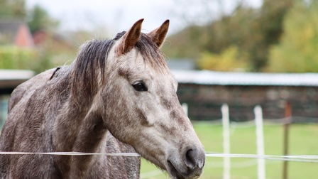 Porträt eine grauweiß gescheckten Pferdes, das Kopf über Elektrozaun hält, Hintergrund verschwommen