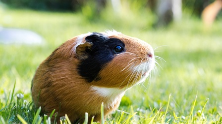 Nahaufnahme eines Meerschweinchen in Schiltpatt-Farben das auf einer grünen Wiese sitzt, rundherum grünes Bokeh 