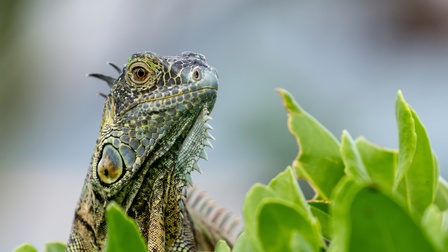 Leguan vor einer grünen Pflanze und mit verschwommenen Hintergrund