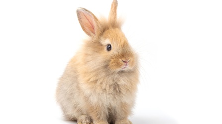 Hellbraunes Angora Zwergkaninchen sitzt vor einem weißen Hintergrund