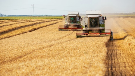 Mähmaschinen beim Mähen eines goldgelben Weizenfeldes
