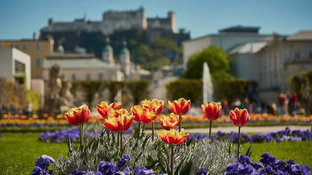 Im Fokus im Vordergrund rotgelbe Tulpen und violette Stiefmütterchen, im Hintergrund verschwommen Parkanlage mit Springbrunnen, historische Gebäude und auf Erhöhung Festung