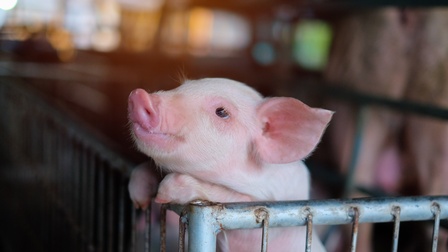 Ein Ferkel stützt sich mit den Hufen am Rand eines Metallzauns ab und blickt hinaus