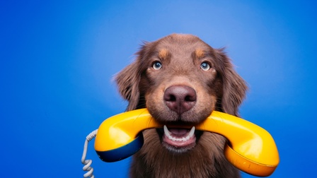 Brauner Hund hält freudig gelben Telefonhörer im Maul