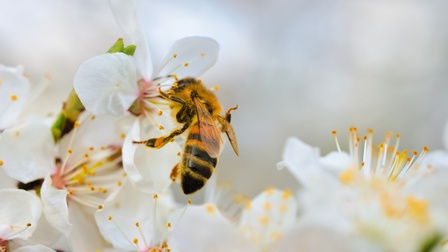 Nahaufnahme einer Biene, die auf einer Blume mit weißen Blütenblättern sitzt. Daneben sind weitere weiße Blumen