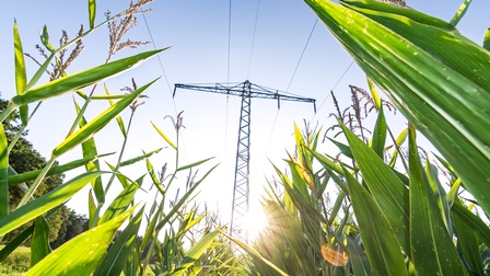 Im Vordergrund ist ein Feld, auf dem grüne, hohe Maispflanzen sind. Zwischen den Pflanzen ragt ein Strommast vor dem blauen Himmel hervor