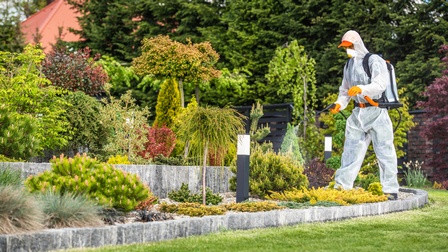 Person in weißem Schutzanzug und orangen Handschuhen steht in mit Steinen eingefasstem Beet mit unterschiedlichen Nadelpflanzen und hält Drüse aus der Flüssigkeit sprüht gegen Pflanze, im Hintergrund verschwommen Grün der Bäume und Hausdach