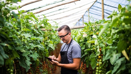 Lächelnde Person mit Brillen blickt auf Smartphone in Pflanzenhaus mit Tomatenstauden stehend