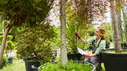 Person mit Schutzhandschuhen und Schürze kontrolliert Baum, ringsum mehrere Bäume in Töpfen