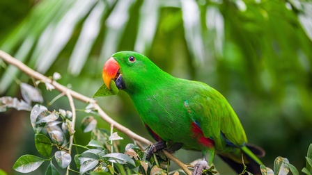 Edelpapagei in grün sitzt auf einem Ast und hält ein Blatt im Schnabel, im Hintergrund ein grünes Bokeh aus Blättern