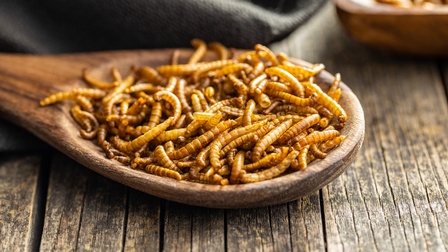 Geröstete Mehlwürmer auf einem Holzlöffel vor einem Holzuntergrund