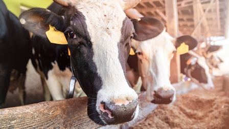 Nahaufnahme von schwarz-weißen Rindern, die hinter einer Absperrung aus Holz in einem Stall nebeneinander stehen. Vor der Absperrung ist ein Futtertrog, der mit Heu gefüllt ist 
