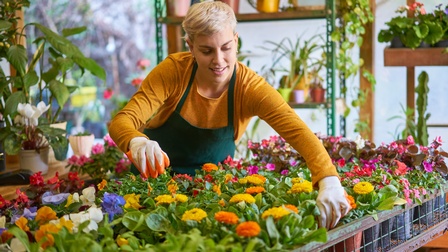 Lächelnde Person in Schürze und mit Handschuhen beugt sich über Tisch mit Blumenstecklingen und greift nach einer Pflanze