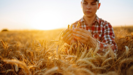 Eine Person mit kariertem Hemd steht in einem Feld mit hohen hellbraunen Pflanzen. Die Person hält mit beiden Händen drei kleine Teile dieser Pflanze und blickt sie an
