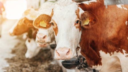 Frontale Aufnahme einer braun-weißen Kuh, die in einem Stall angekettet ist. Neben ihr stehen weitere Kühe