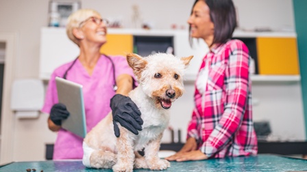 Kleiner weißbrauner Hund im Fokus auf Tisch sitzend, im Hintergrund verschwommen zwei lächelnde Personen, eine greift mit Gummihandschuh nach Hund, hält Tablet in anderer Hand und hat Stethoskop um den Hals