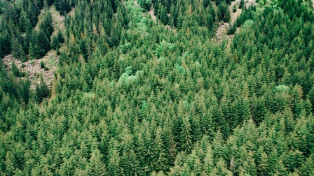 Das Bild zeigt eine dichte Waldlandschaft vielen grünen Nadelbäumen, die sich über das gesamte Bild erstrecken. Es gibt keine sichtbaren Wege oder Gebäude, nur eine ununterbrochene Fläche von Bäumen